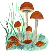 Steinpilz